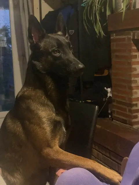 chien reunited   61570 Boischampré Thor