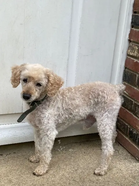 chien reunited   61240 Saint-Germain-de-Clairefeuille Domino
