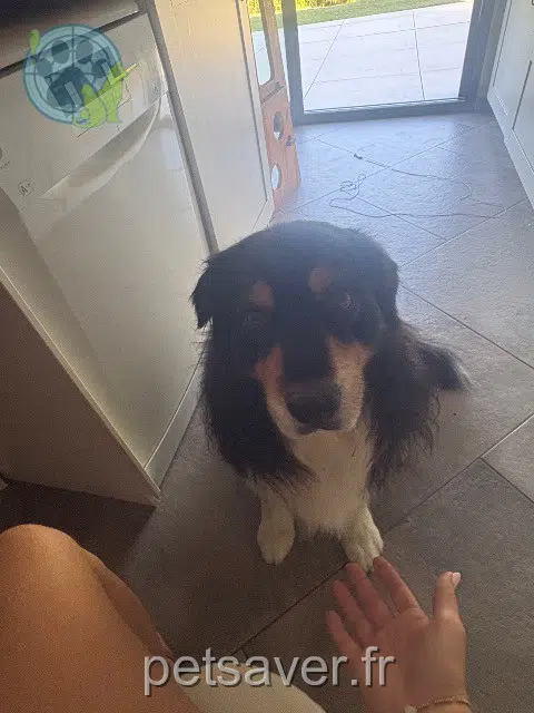chien reunited 61100 Flers Mango