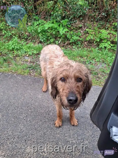chien reunited   61380 La Ferrière-au-Doyen Rocky