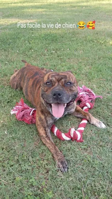 chien reunited   61500 Le Bouillon Sanka