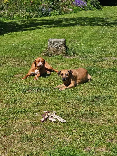 chien reunited   62130 Croix-en-Ternois Djamone et Maya