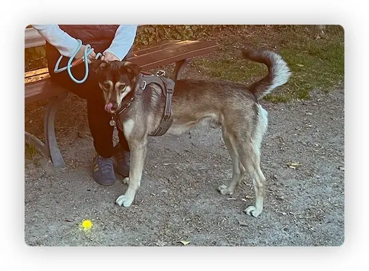 chien reunited   62219 Longuenesse Grey