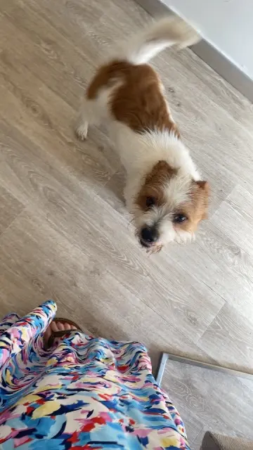 chien reunited   62940 Haillicourt Nougat