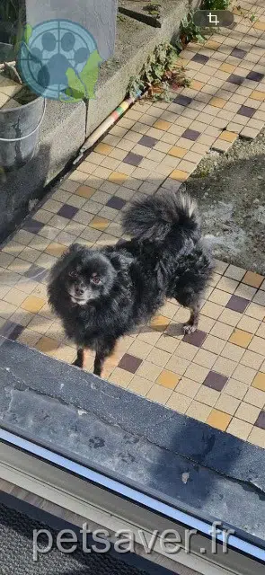 chien reunited   62430 Sallaumines Nuts