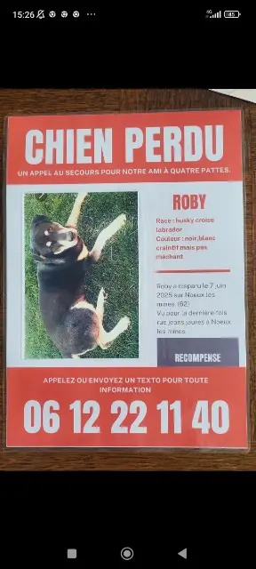 chien reunited   62290 Nœux-les-Mines Roby