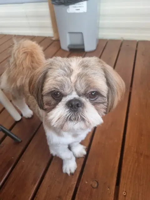 chien reunited   62150 Houdain Vick