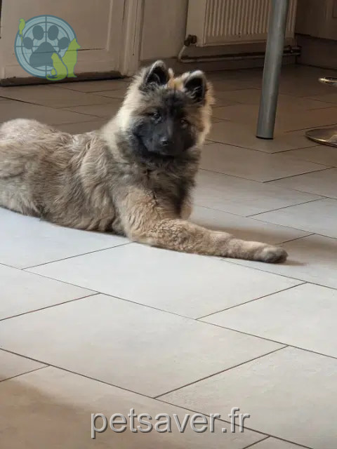 chien reunited 62157 Allouagne Zaki