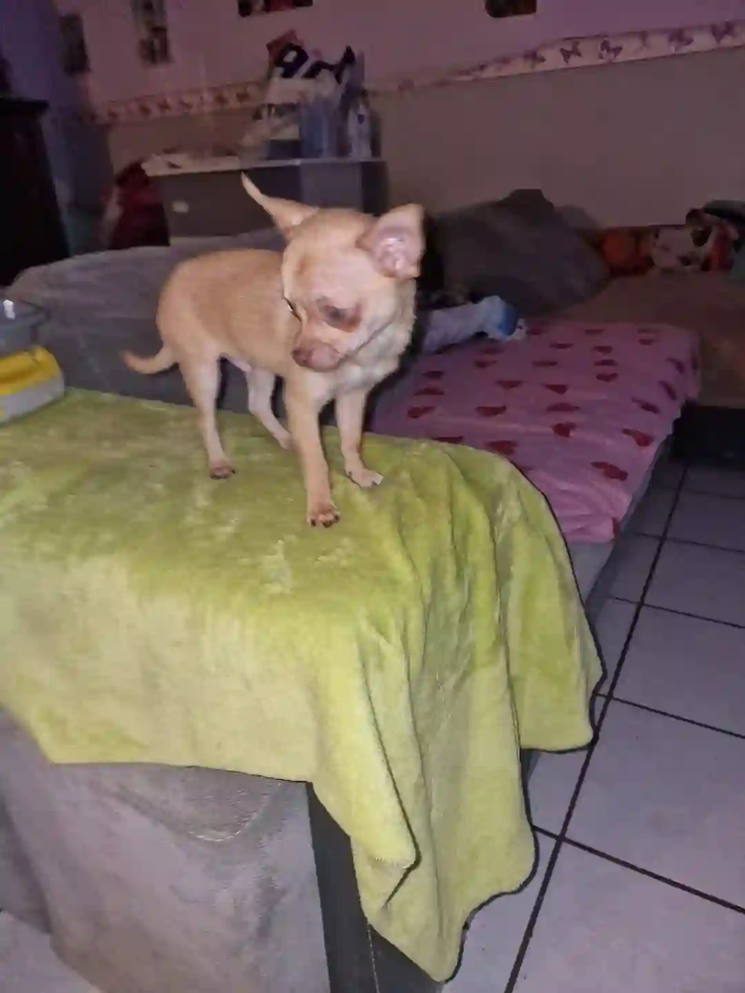 Chien Trouvé 62 Pas-de-Calais - Ziggy Chien Trouvé 62 Pas-de-Calais - Ziggy