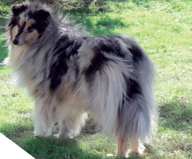 chien reunited   63122 Ceyrat GUINNESS