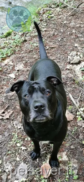 chien reunited   63600 Ambert Hyro