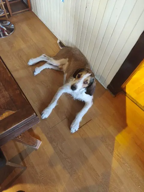 chien reunited   63500 Varennes-sur-Usson Pop