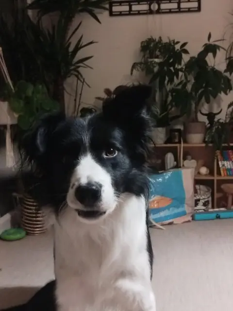 chien retrouvé 63122 Ceyrat Tao chien reunited 63122 Ceyrat Tao