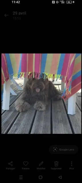 chien reunited   63440 Saint-Hilaire-la-Croix Tchouby