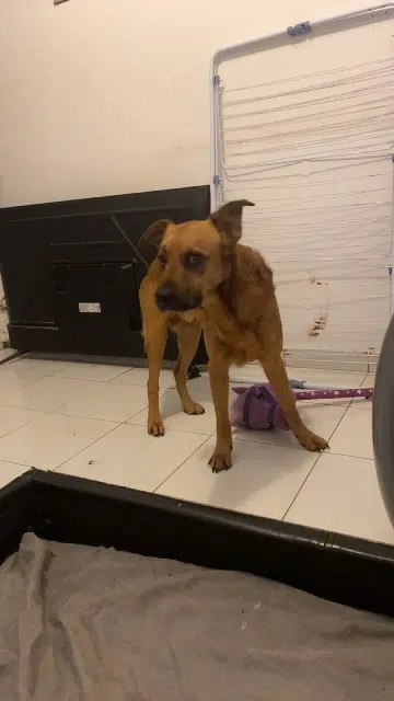 chien reunited   63650 La Monnerie-le-Montel Thanos