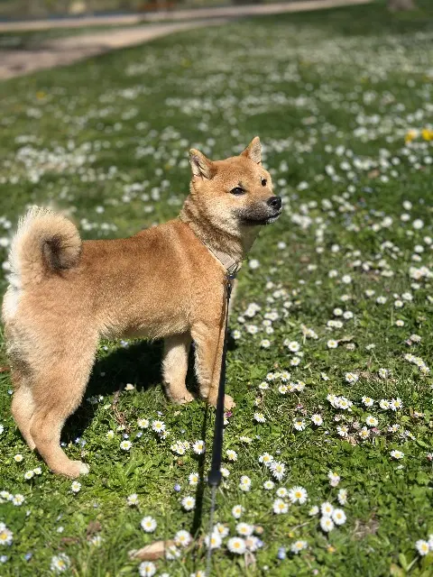 chien reunited   63800 Cournon-d'Auvergne Vaïko