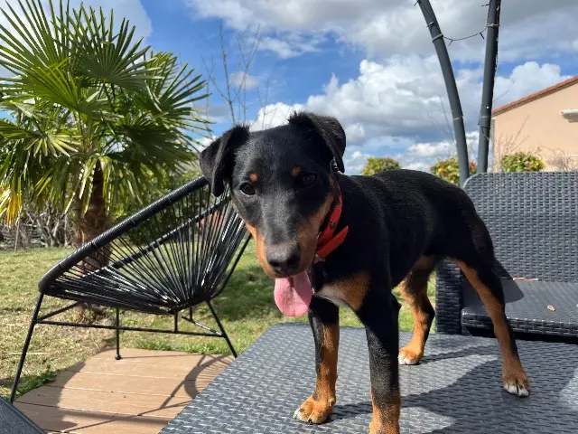 chien reunited   63570 Jumeaux Vénus