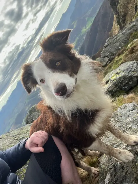 chien reunited   64780 Ossès Bakun