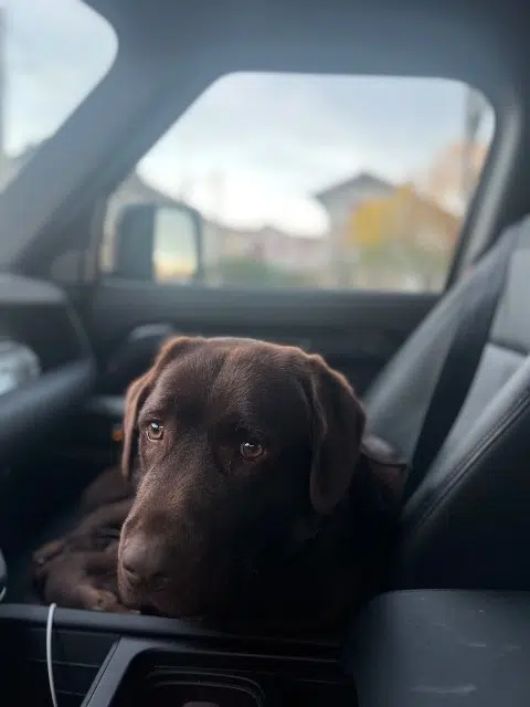 chien reunited   64200 Bassussarry Chocolat