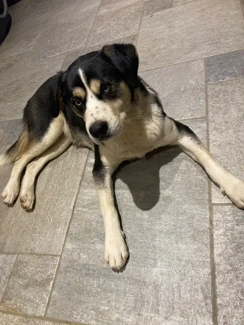 chien reunited   64800 Saint-Vincent Harley