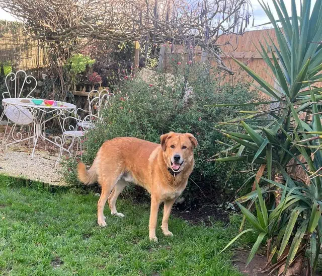 chien reunited   64000 Pau Paco