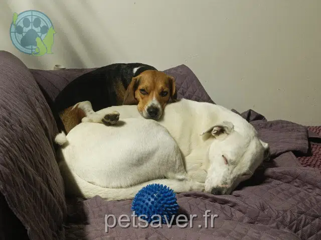 chien reunited   64160 Carrère Pluton