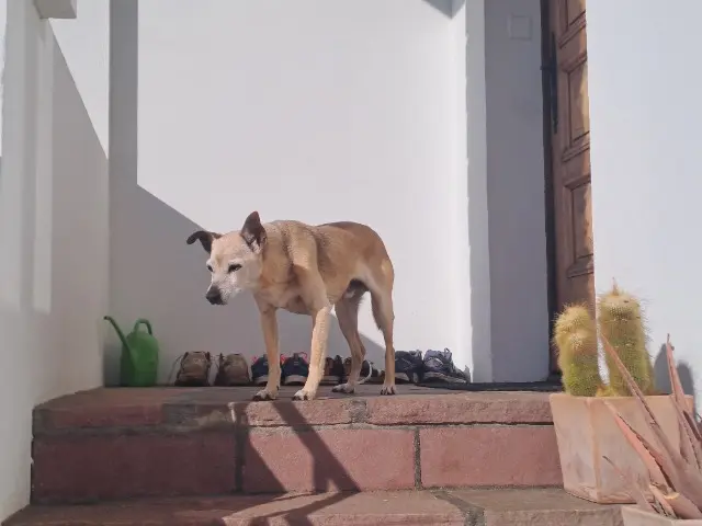 chien reunited   64500 Saint-Jean-de-Luz Pongo