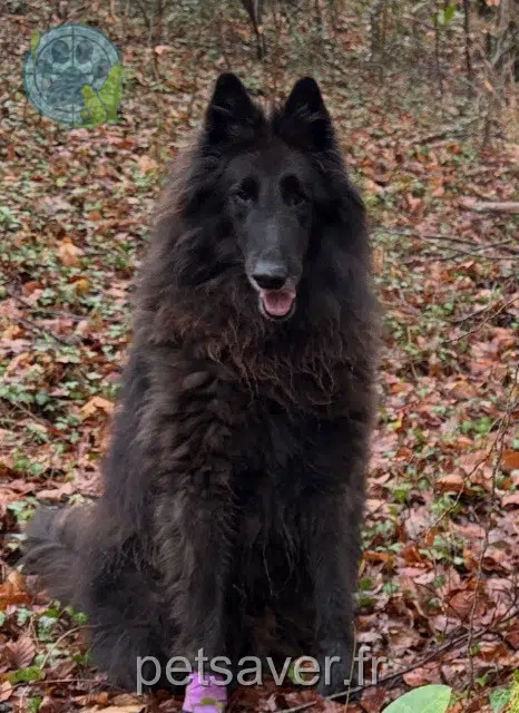chien reunited   64110 Rontignon Rio