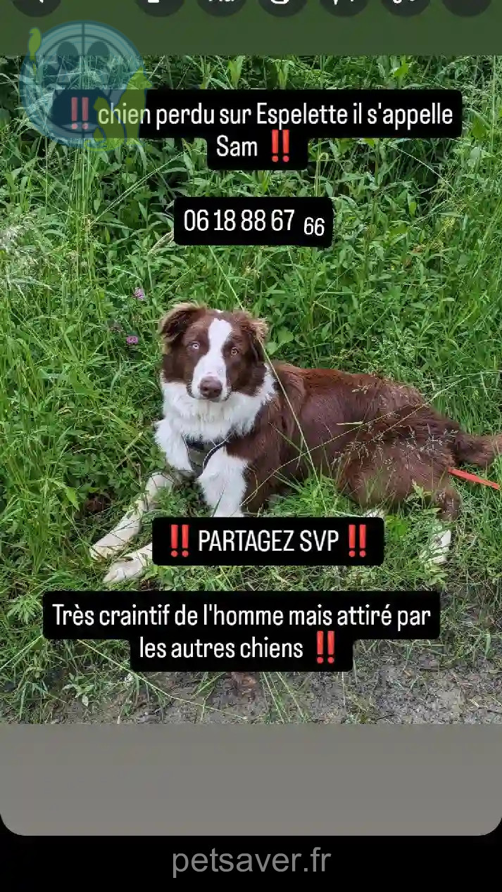 Chien Trouvé 64 Pyrénées-Atlantiques - Sam Chien Trouvé 64 Pyrénées-Atlantiques - Sam