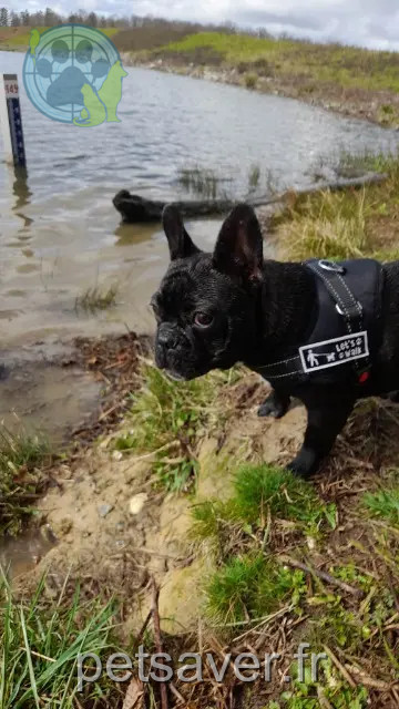 chien reunited   64230 Momas Stich