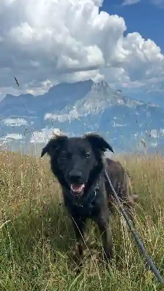 Chien Trouvé 65 Hautes-Pyrénées - Ace Chien Trouvé 65 Hautes-Pyrénées - Ace