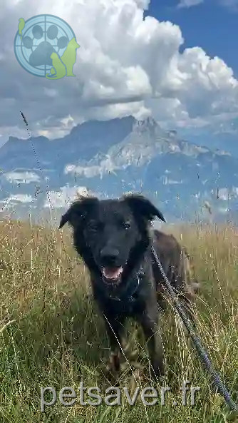 Chien Trouvé 65 Hautes-Pyrénées - Ace Chien Trouvé 65 Hautes-Pyrénées - Ace