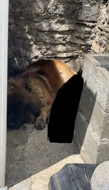 dog reunited   65100 Viger Bobo