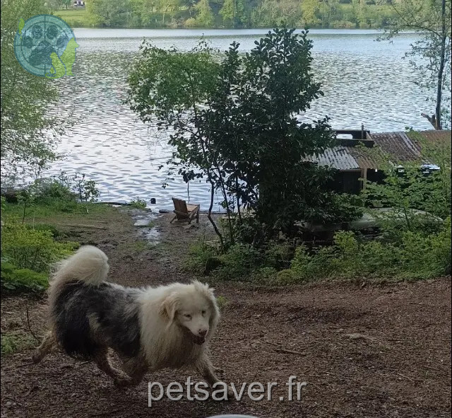 chien reunited   65100 Lourdes Charlie
