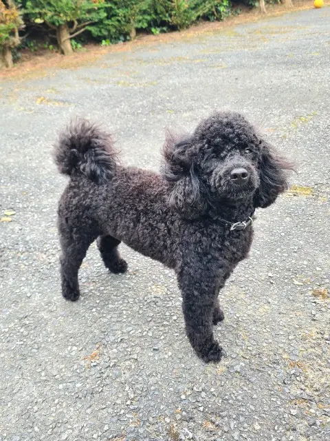 chien reunited   65500 Siarrouy Charly