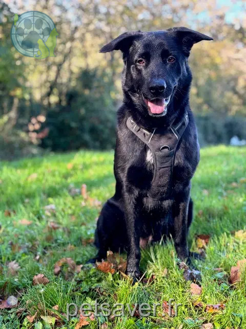chien reunited 65000 Tarbes Maiko