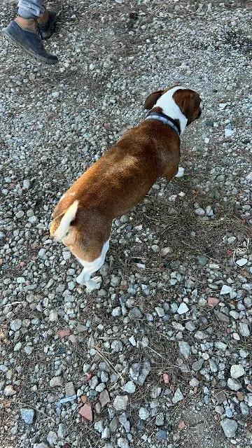 chien reunited   66250 Saint-Laurent-de-la-Salanque Bebe