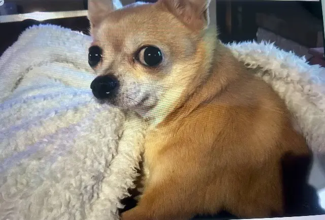 chien reunited   66250 Saint-Laurent-de-la-Salanque Celio