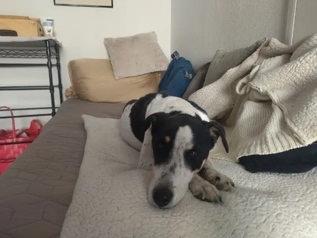 chien reunited   66700 Argelès-sur-Mer Django