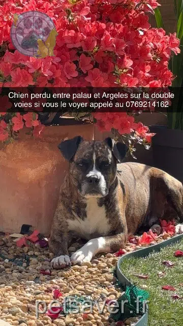 chien reunited 66690 Palau-del-Vidre Flougy