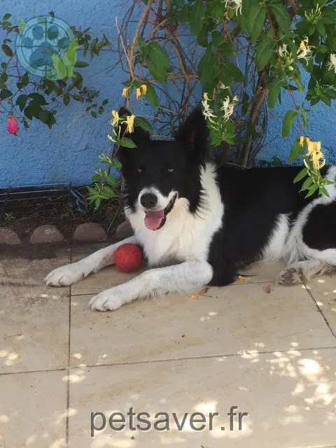 chien reunited   66420 Le Barcarès Kreppler