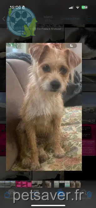 Hund wiedergefunden 1 Avenue d'Espagne 66000 Perpignan Obi Hund reunited 1 Avenue d'Espagne 66000 Perpignan Obi