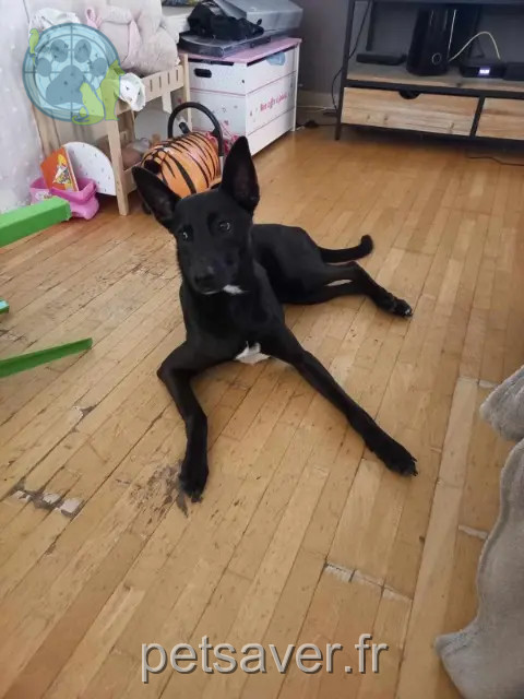 chien reunited    Perpignan Paco