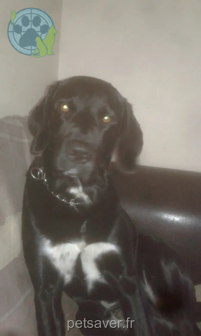 Chien Perdu 66 Pyrénées-Orientales Perpignan