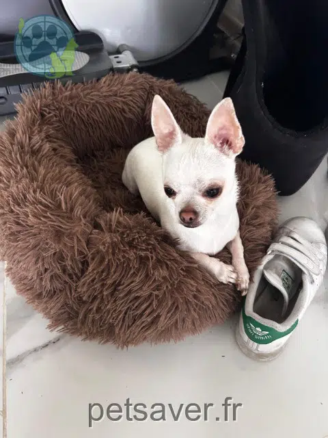 chien reunited   66240 Saint-Estève Pookie