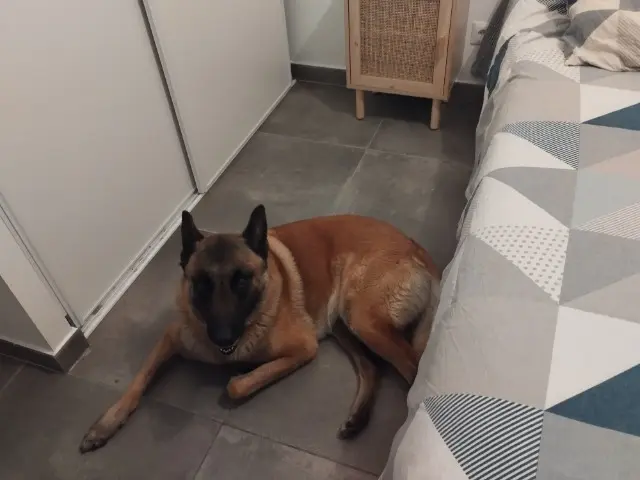 chien reunited   66380 Pia Roc