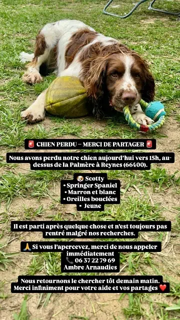 chien reunited   66400 Reynès Scotty