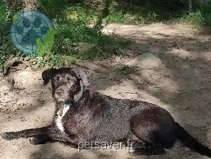 Chien Trouvé 66 Pyrénées-Orientales - Sparte Chien Trouvé 66 Pyrénées-Orientales - Sparte