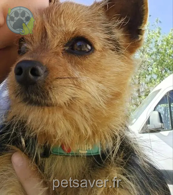 cão reunited   66600 Rivesaltes Spike