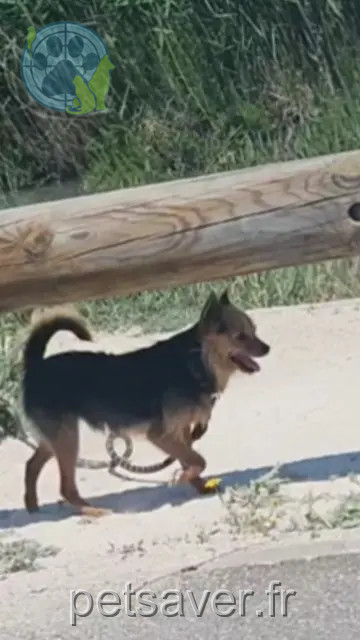 Hund reunited 66600 Rivesaltes Spike